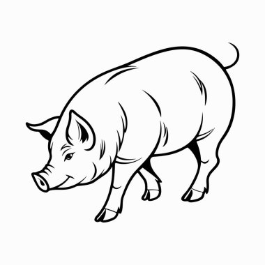 Yorkshire domuz vektör sanat çizimi beyaz arka planlı