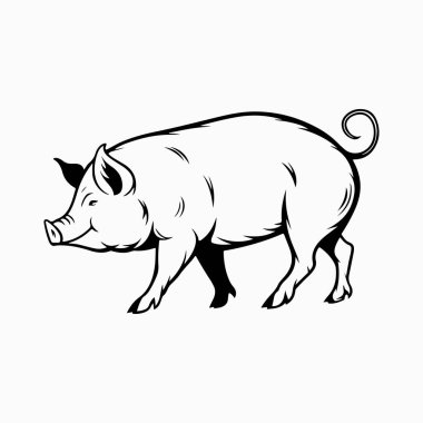 Yorkshire domuz vektör sanat çizimi beyaz arka planlı