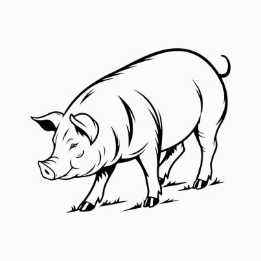 Yorkshire domuz vektör sanat çizimi beyaz arka planlı