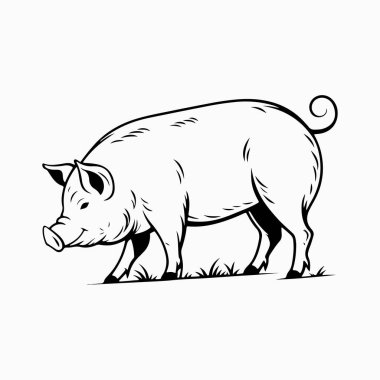 Yorkshire domuz vektör sanat çizimi beyaz arka planlı