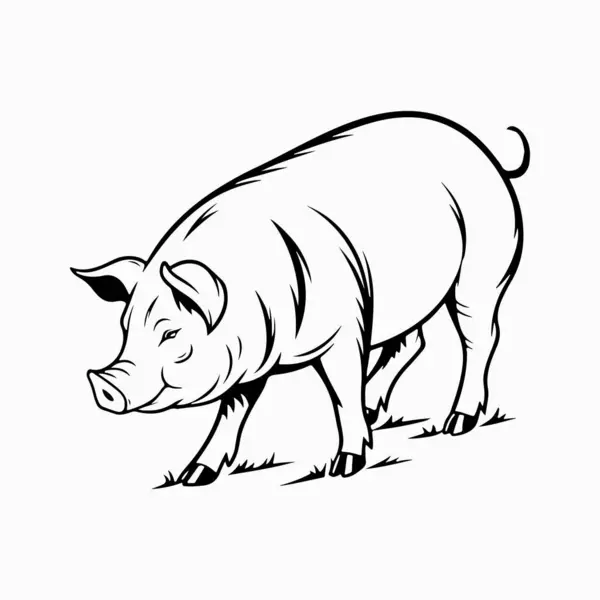 Yorkshire domuz vektör sanat çizimi beyaz arka planlı