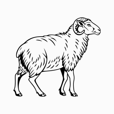 beyaz arkaplan ile merino koyun vektör sanat illüstrasyonu
