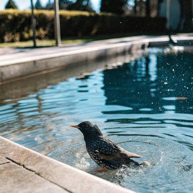 Doğal arka planda Avrupa sığırcık gerçekçi fotoğrafçılığı