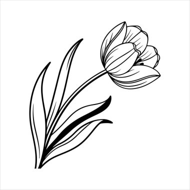 Beyaz arkaplanı olan lale çiçeği silueti vektörü