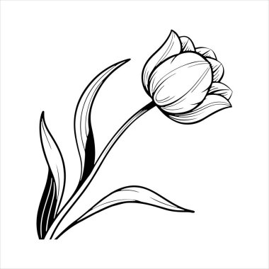 Beyaz arkaplanı olan lale çiçeği silueti vektörü