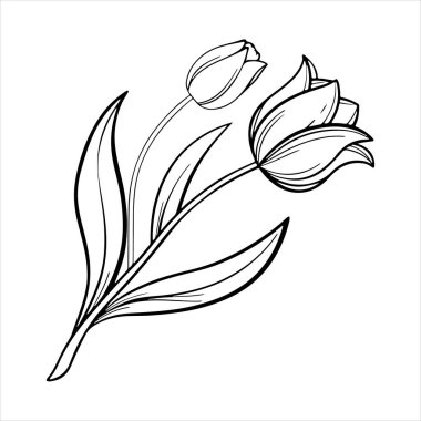 Beyaz arkaplanı olan lale çiçeği silueti vektörü