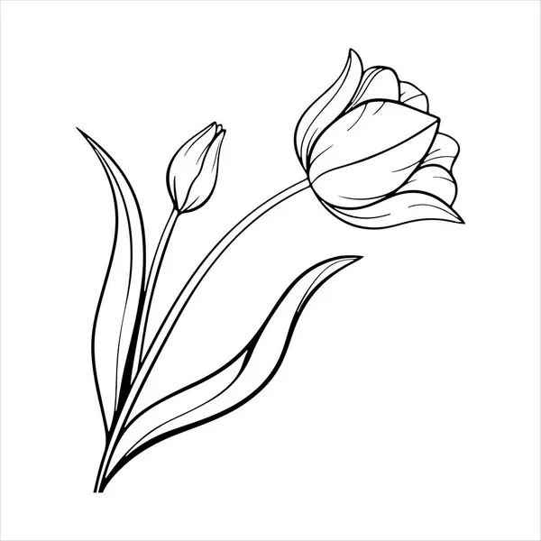 Beyaz arkaplanı olan lale çiçeği silueti vektörü