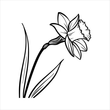Nergis çiçeği silueti vektör çizimi