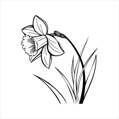 Nergis çiçeği silueti vektör çizimi