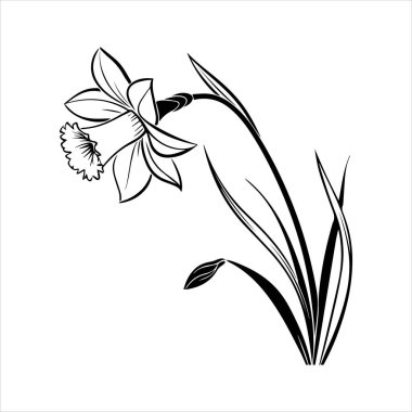 Nergis çiçeği silueti vektör çizimi