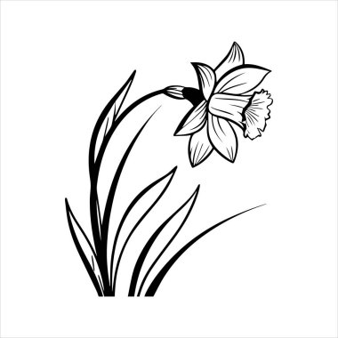 Nergis çiçeği silueti vektör çizimi