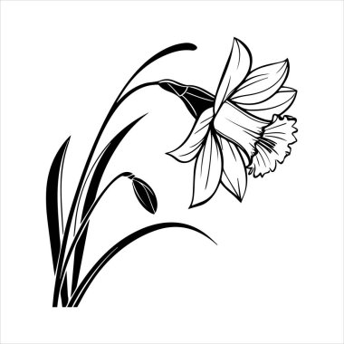 Nergis çiçeği silueti vektör çizimi