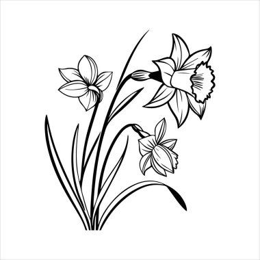 Nergis çiçeği silueti vektör çizimi