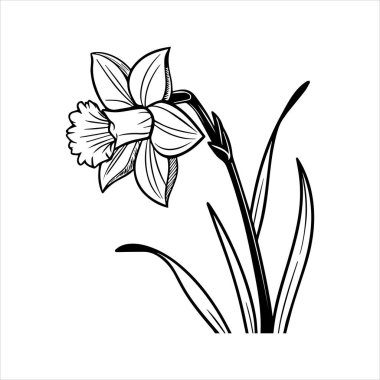 Nergis çiçeği silueti vektör çizimi