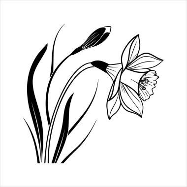 Nergis çiçeği silueti vektör çizimi