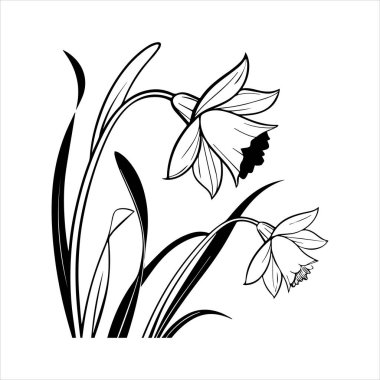 Nergis çiçeği silueti vektör çizimi