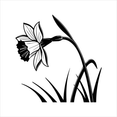 Nergis çiçeği silueti vektör çizimi