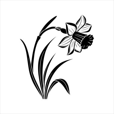 Nergis çiçeği silueti vektör çizimi