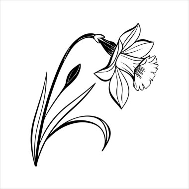 Nergis çiçeği silueti vektör çizimi