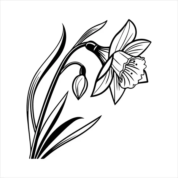 Nergis çiçeği silueti vektör çizimi