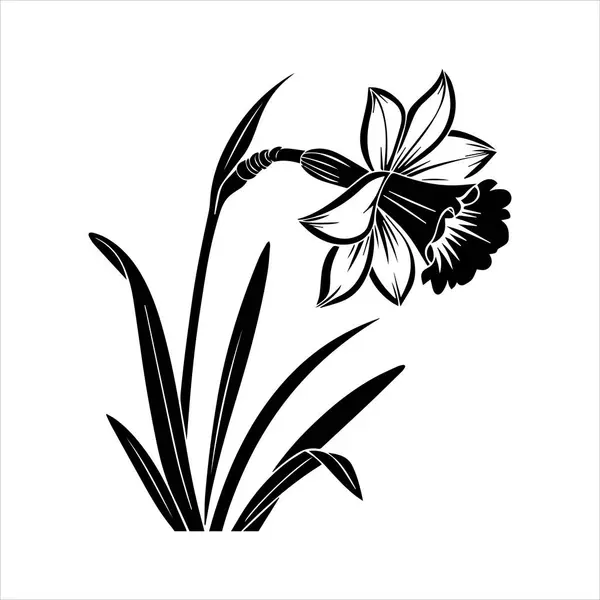 Nergis çiçeği silueti vektör çizimi