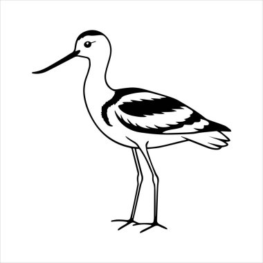 avocet birds siluet vektör sanat çizimi beyaz arka planda