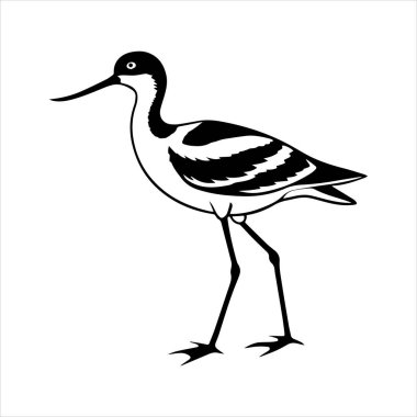 avocet birds siluet vektör sanat çizimi beyaz arka planda