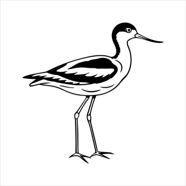 avocet birds siluet vektör sanat çizimi beyaz arka planda