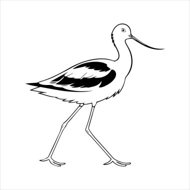 avocet birds siluet vektör sanat çizimi beyaz arka planda