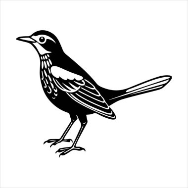 Beyaz arkaplandaki yaygın karatavuk vektör çizimi