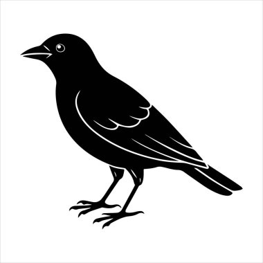 Beyaz arkaplandaki yaygın karatavuk vektör çizimi