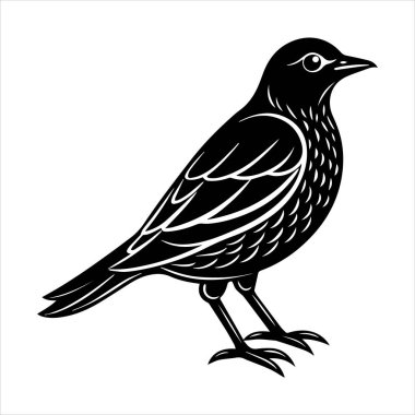 Beyaz arkaplandaki yaygın karatavuk vektör çizimi