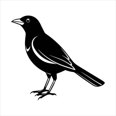 Beyaz arkaplandaki yaygın karatavuk vektör çizimi