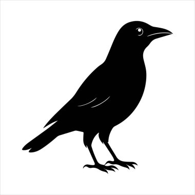 Beyaz arkaplandaki yaygın karatavuk vektör çizimi