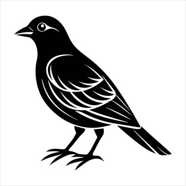 Beyaz arkaplandaki yaygın karatavuk vektör çizimi