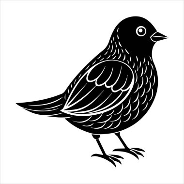 Beyaz arkaplandaki yaygın karatavuk vektör çizimi