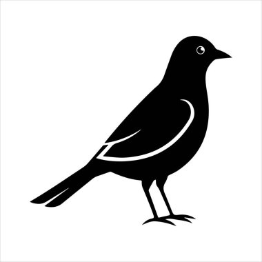 Beyaz arkaplandaki yaygın karatavuk vektör çizimi