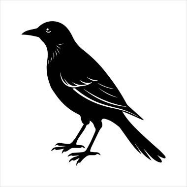 Beyaz arkaplandaki yaygın karatavuk vektör çizimi