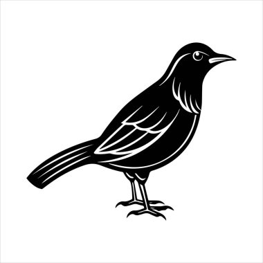 Beyaz arkaplandaki yaygın karatavuk vektör çizimi