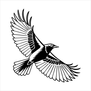 Beyaz arkaplandaki yaygın karatavuk vektör çizimi