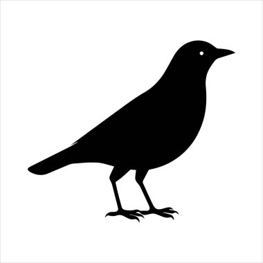 Beyaz arkaplandaki yaygın karatavuk vektör çizimi