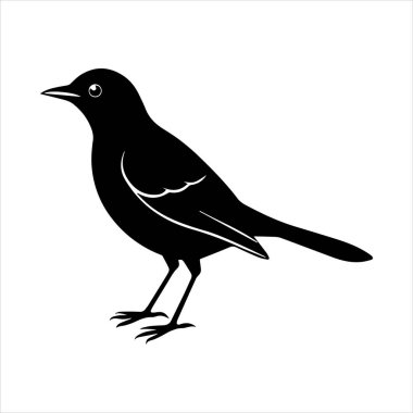 Beyaz arkaplandaki yaygın karatavuk vektör çizimi