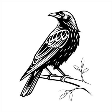 Beyaz arkaplandaki yaygın karatavuk vektör çizimi