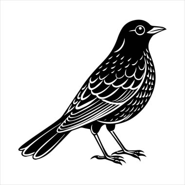 Beyaz arkaplandaki yaygın karatavuk vektör çizimi