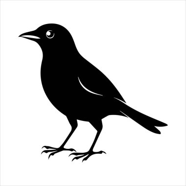 Beyaz arkaplandaki yaygın karatavuk vektör çizimi