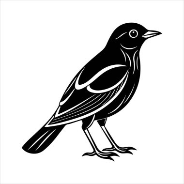 Beyaz arkaplandaki yaygın karatavuk vektör çizimi