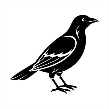 Beyaz arkaplandaki yaygın karatavuk vektör çizimi