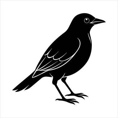 Beyaz arkaplandaki yaygın karatavuk vektör çizimi