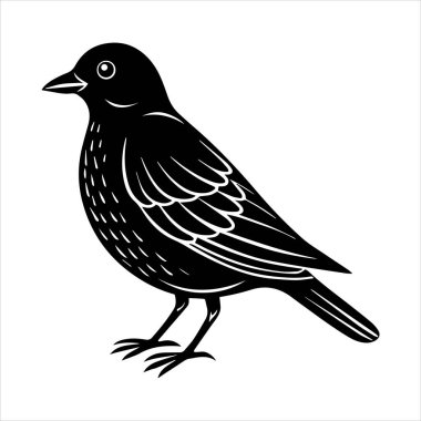 Beyaz arkaplandaki yaygın karatavuk vektör çizimi