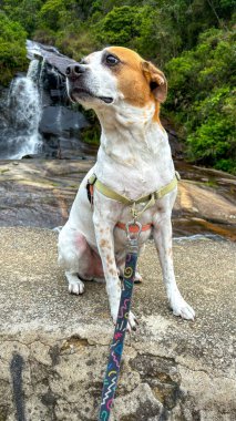 A beautiful dog sits calmly on a rocky surface near a waterfall, surrounded by lush greenery, wearing a colorful leash and harness. Perfect for outdoor and adventure themes. clipart